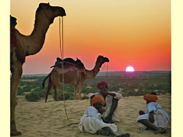 Camels in setting sun